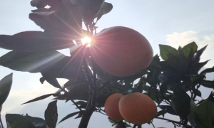 实拍宜昌优质柑橘：果皮鲜亮果肉饱满 清甜本味直击味蕾